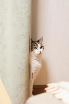 カーテンから覗き見るキジシロ猫の写真