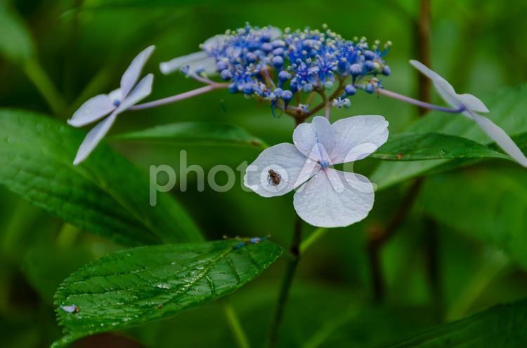 ガクアジサイの近景 ガクアジサイ,紫陽花,花の写真素材