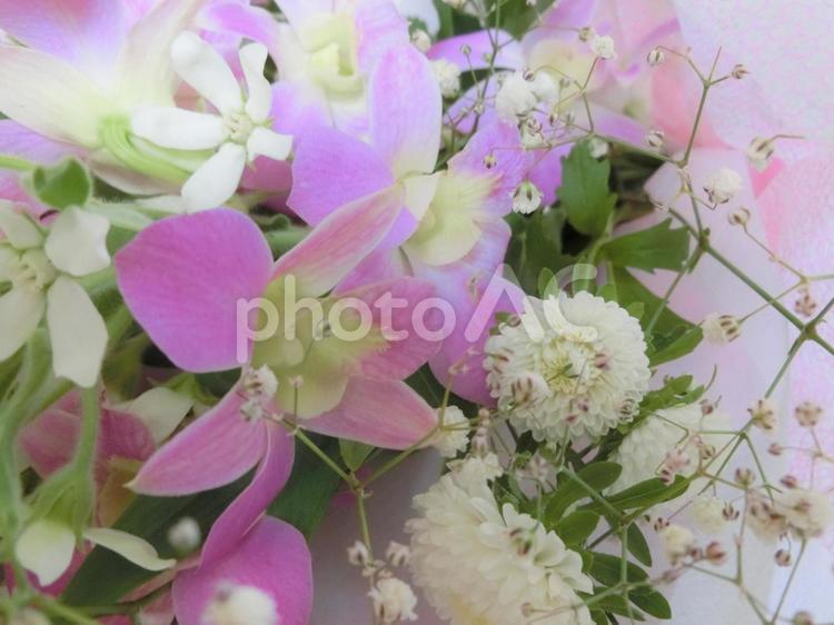 デンファレのやさしい花束 花束,デンファレ,オキシペタルムの写真素材