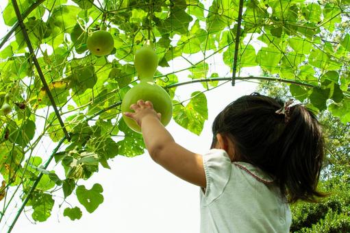 夏の瓢箪と子供 夏の瓢箪と子供 子供,女の子,少女の写真素材