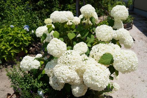 Hydrangea "Annabell", JPG