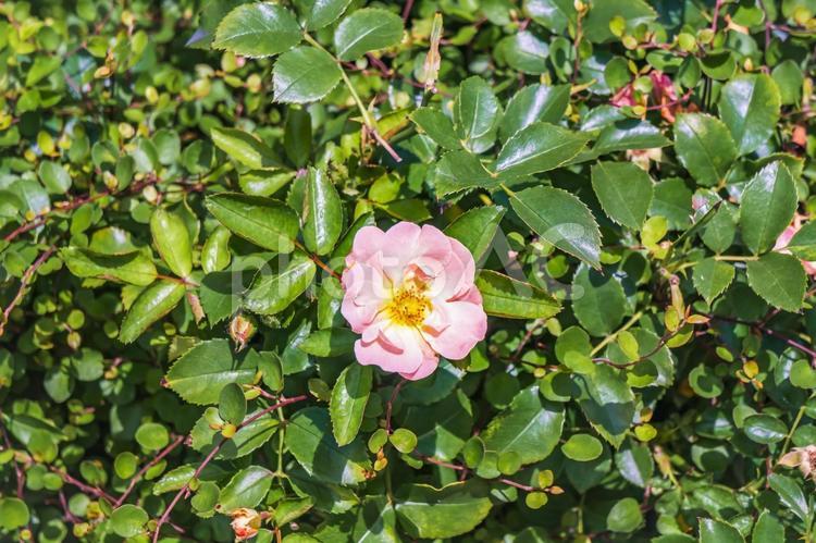夏のバラ園に咲いていた四季咲きのバラ バラ,ばら,薔薇の写真素材