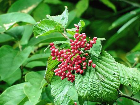 酸っぱいガマズミの果実 ガマズミ,果実,実の写真素材