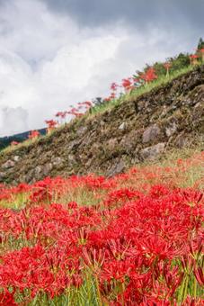 熊本県　番所の棚田の彼岸花 ヒガンバナ,ひがんばな,自然の写真素材