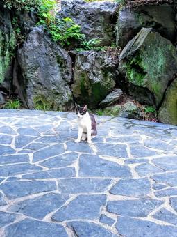 初夏の公園にて！広場に佇む一匹の野良猫の写真
