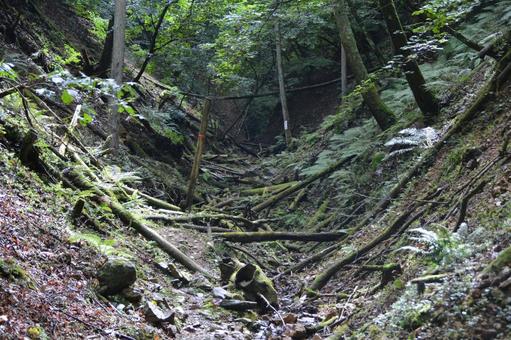 山の沢の上流 山の沢の上流 山,自然,沢の写真素材