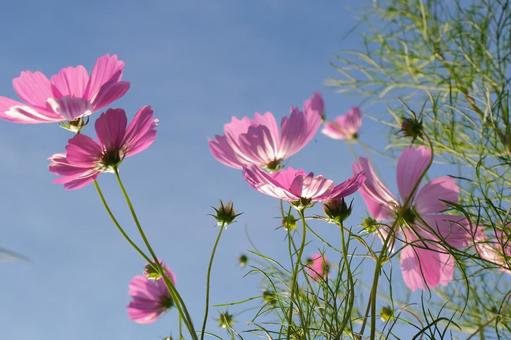 コスモス コスモス,秋桜,秋の写真素材