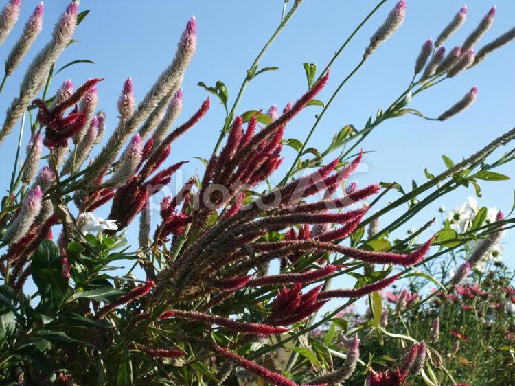 セロシアの秋 セロシア,鶏頭の花,鶏頭の写真素材