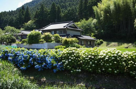 Hydrangea of Inoshino, JPG