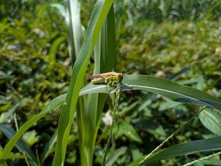 草を食べるバッタの写真