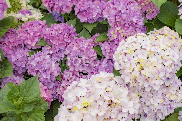 紫陽花のある風景 花,あじさい,花びらの写真素材