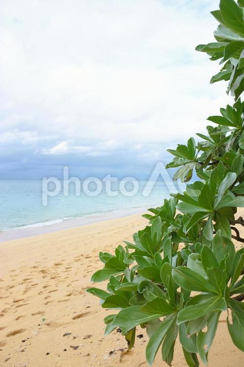 南国のビーチ　クサトベラ 南国,ビーチ,クサトベラの写真素材