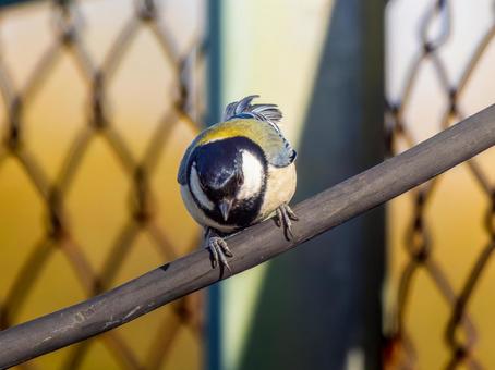 枝にとまるカワラヒワの写真