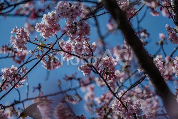 青毛堀川沿いの河津桜 河津桜,サクラ,鳥の写真素材
