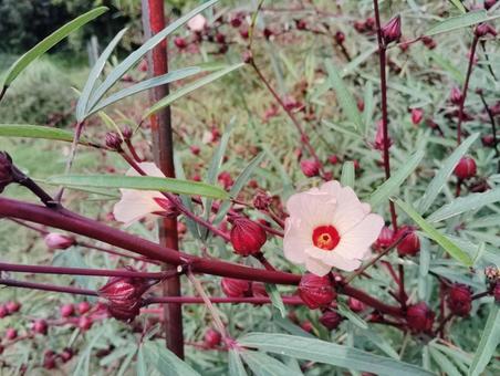 ロゼール ロゼール 花,咲く,咲いているの写真素材