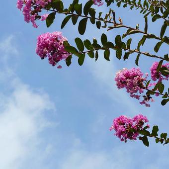 枝先に咲くサルスベリの花 枝先に咲くサルスベリの花の写真