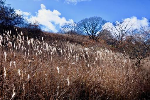 秋の八島湿原の写真