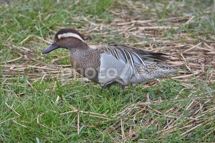 地上を歩くシマアジ（鴨） 冬,野鳥,シマアジの写真素材