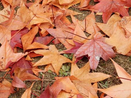 【風景写真】晩秋の風景 落ち葉,植物,季節の写真素材