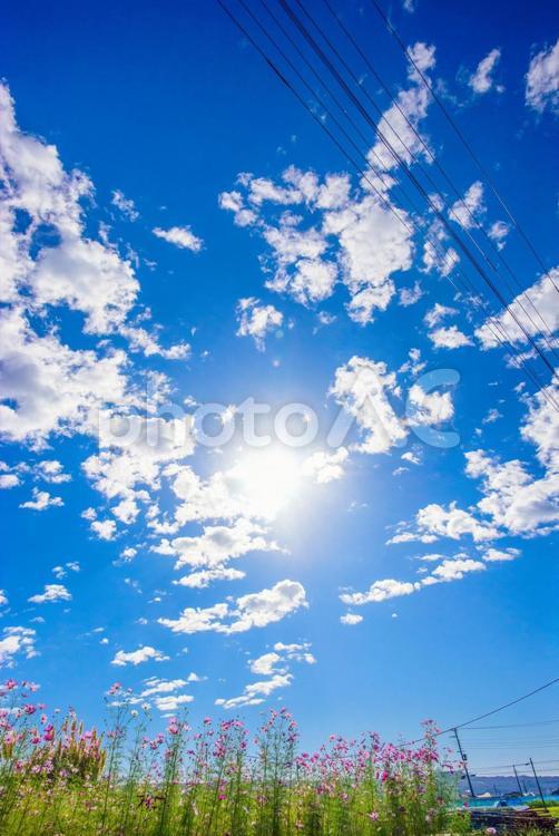 爽やかな青空とコスモス 青空,空,晴れの写真素材