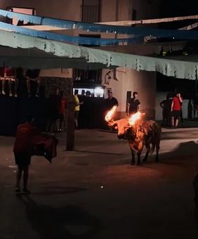 闘牛祭り 闘牛祭りの写真