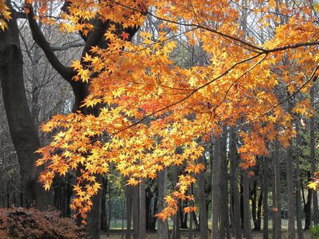 Maple leaves, JPG Maple leaves, JPG