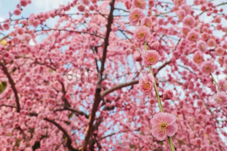 春の京都旅行のイメージ 春,旅,旅行の写真素材