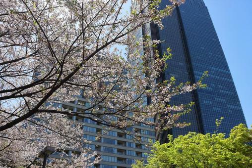 4月上旬の東京港区立檜町公園の桜 4月上旬の東京港区立檜町公園の桜の写真