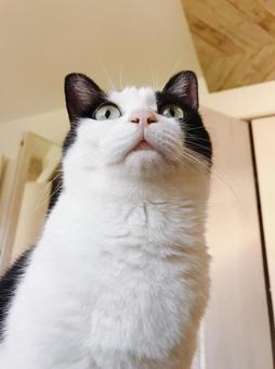 猫下からドアップ 猫下からドアップの写真