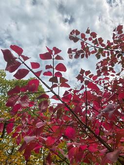 紅葉-16 紅葉-16の写真