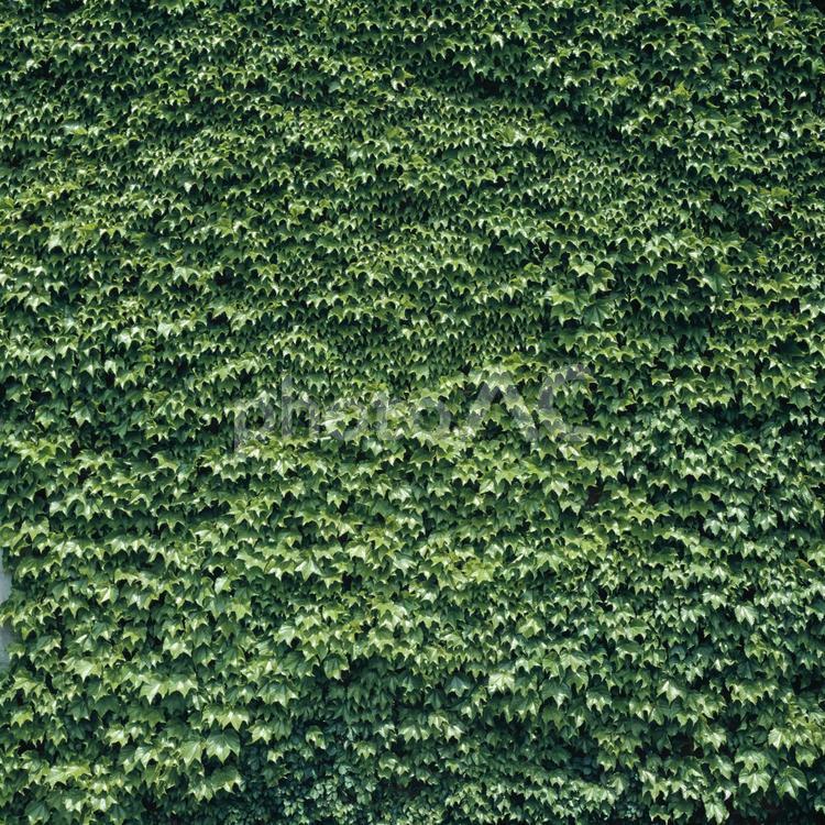 壁全体を覆い尽くすツタ ツタ,全面,一面の写真素材