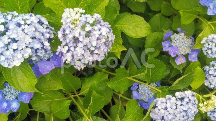 植物100(紫陽花・アジサイ) 紫陽花,アジサイ,梅雨の写真素材