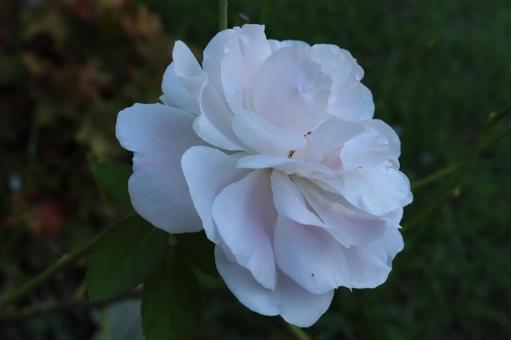 バラ園に咲く白い薔薇を撮った写真です バラ園に咲く白い薔薇を撮った写真です 花,薔薇,自然の写真素材