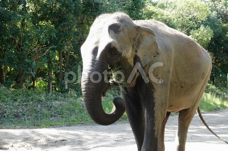 ゆっくりゆっくり歩きます インドゾウ,インド,ゾウの写真素材