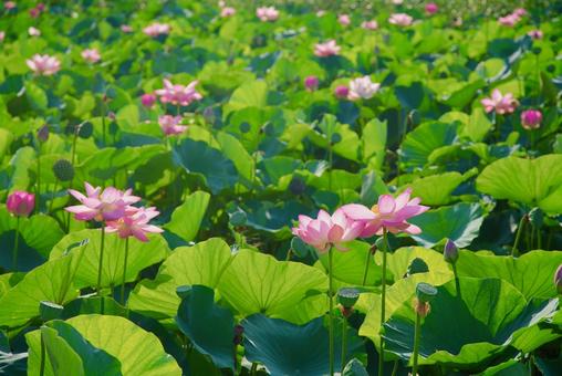 ハスの花 ハスの花の写真