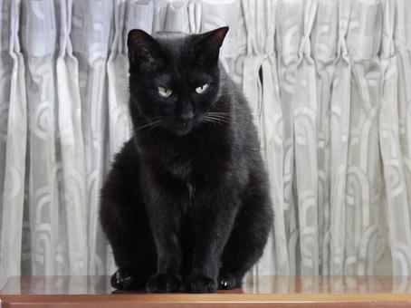 Photo, cat, black, cute,, 