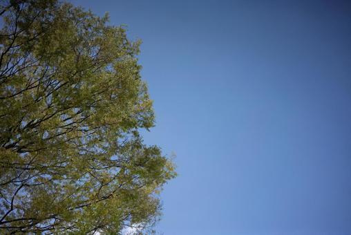 新緑と青空 自然,風景,木の写真素材