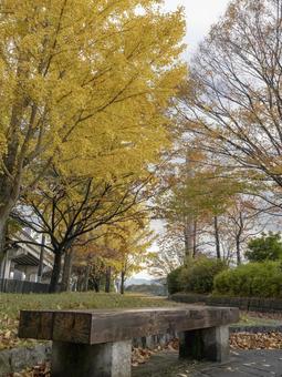 黄葉に包まれる公園のベンチ 黄葉に包まれる公園のベンチ 黄葉,公園,ベンチの写真素材