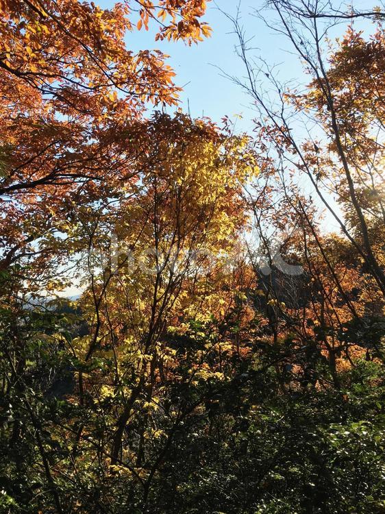 秋の森の散策　17-10 秋の山道,秋の登山,秋の森の写真素材