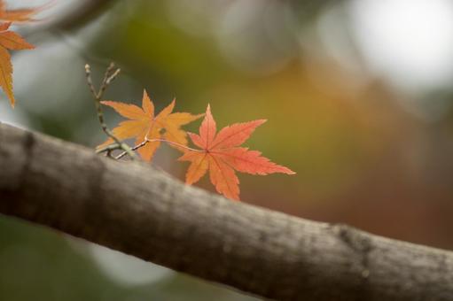 紅葉 紅葉の写真
