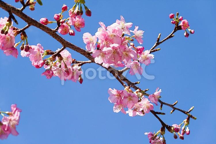 青空のもとに咲く優しいピンク色の桜 桜,春,サクラの写真素材