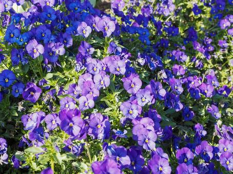 花壇 花壇の写真