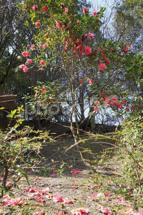 花の落ちた椿 椿,ツバキ,冬の写真素材