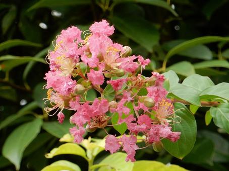 【花の写真】ピンクの百日紅の花 【花の写真】ピンクの百日紅の花 サルスベリ,百日紅,植物の写真素材
