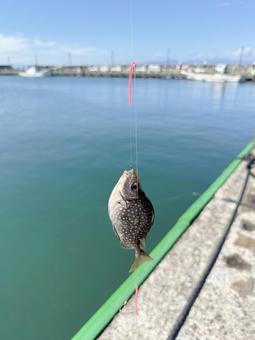 釣り 釣り,魚,アイゴの写真素材