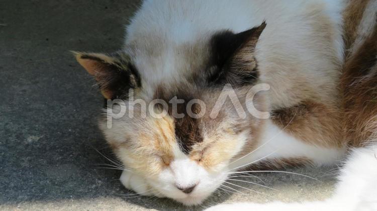 もふもふで可愛い猫のあざといお昼寝 猫,パステル三毛,ダイリュートキャリコの写真素材