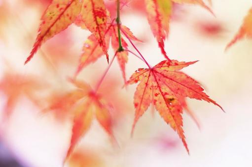 色鮮やかな秋の紅葉 色鮮やかな秋の紅葉の写真