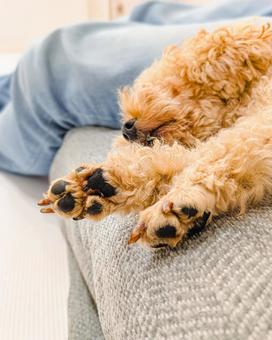 寝ているトイプードル 犬,ソファー,寝るの写真素材