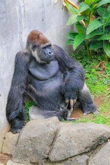 ニシゴリラ ニシゴリラ ニシゴリラ,ニシローランドゴリラ,類人猿の写真素材