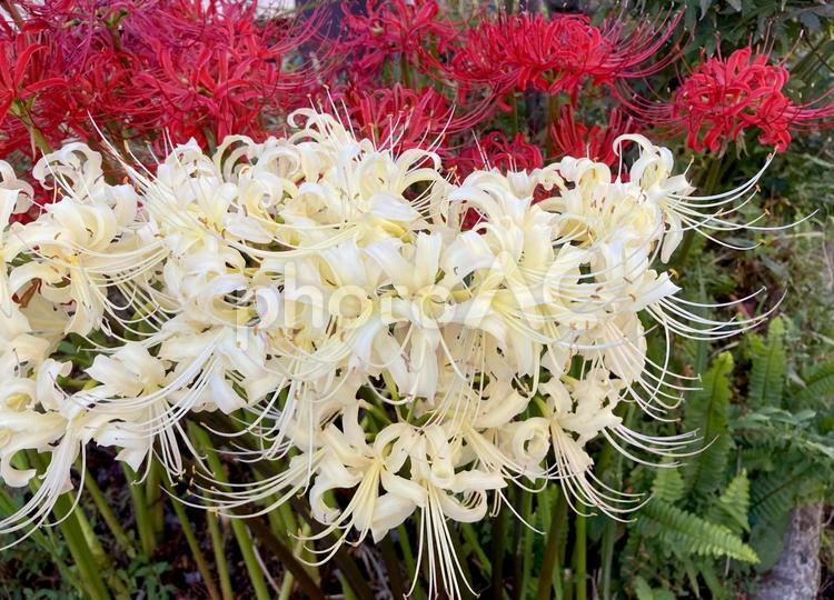 ヒガンバナ ヒガンバナ,彼岸花,曼珠沙華の写真素材